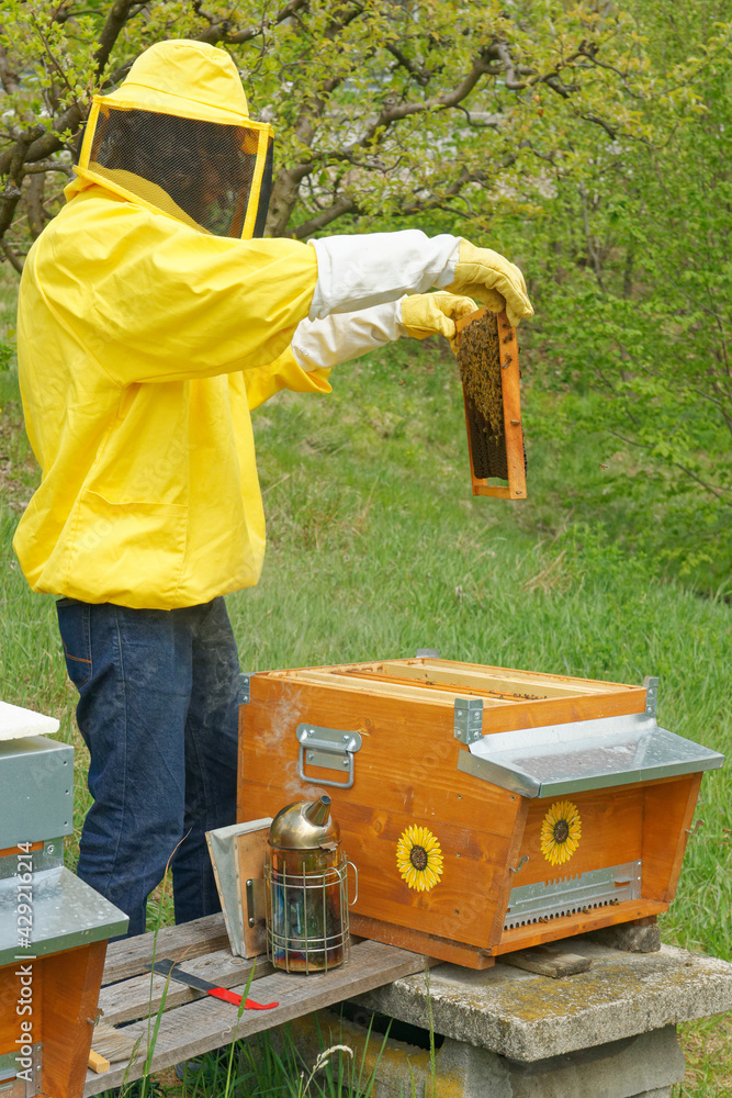 A beekeeper in yellow beekeeping suit seen working with hives, checking honeycomb frames, evaluating health and strength of the bee colony in a small private apiary in an orchard in Italy.