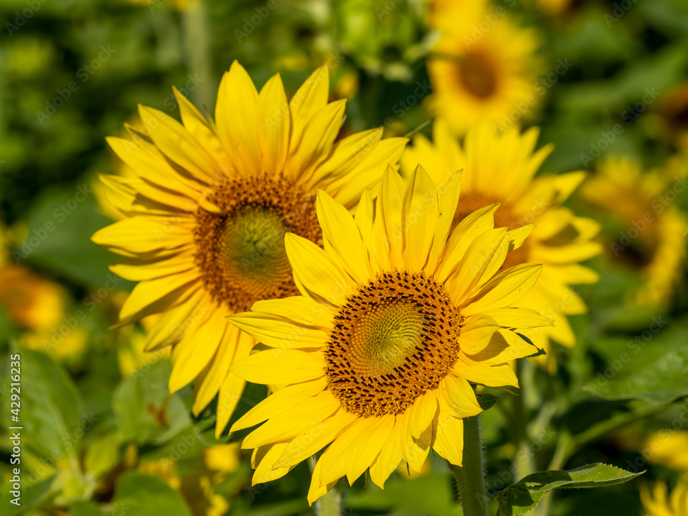 Closeup of multiple yellow sunflower blossoms