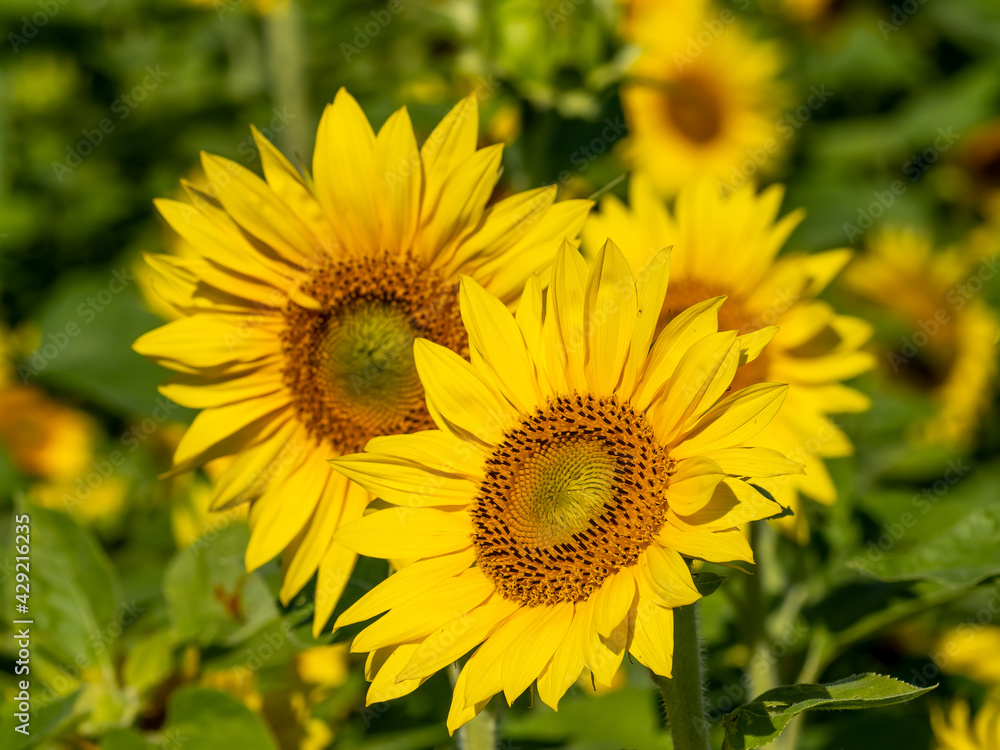 Closeup of multiple yellow sunflower blossoms Closeup of multiple yellow sunflower blossoms