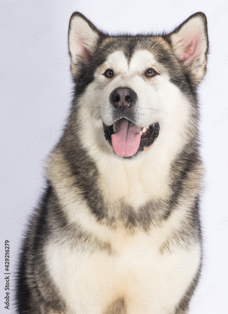 Alaskan Malamute dog on a white background