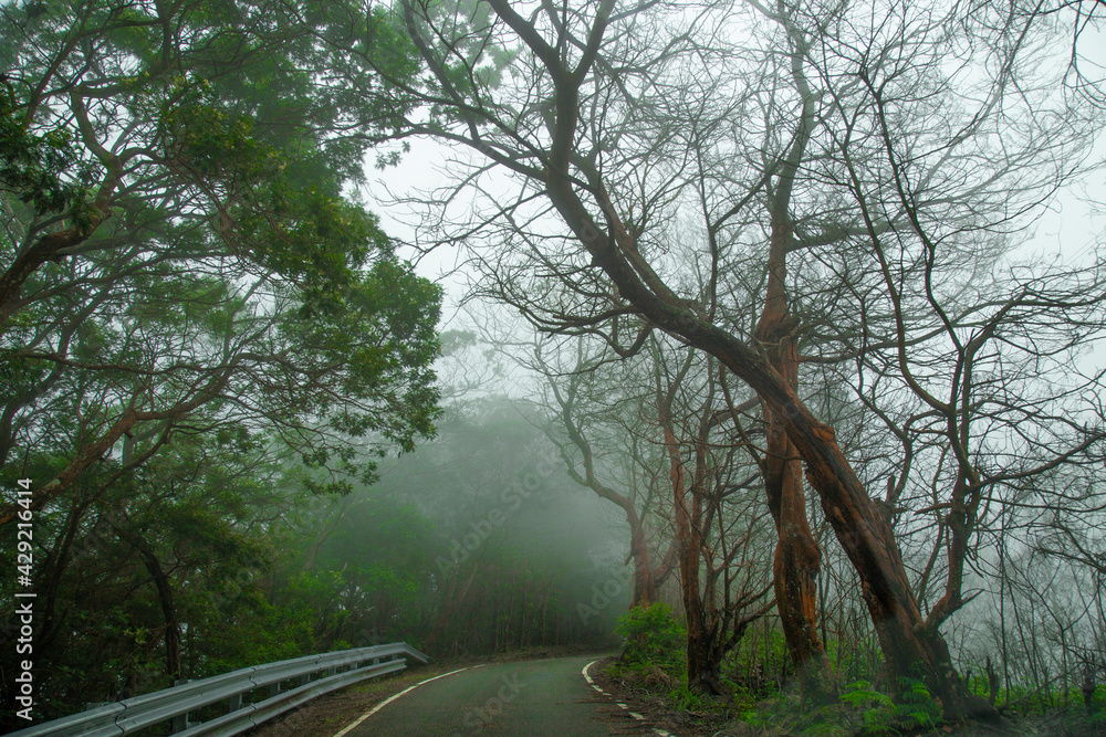 Obraz premium road in the forest