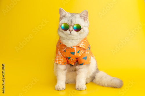 Obraz na plátně White british cat are wear sunglass and shirt in concept summer on the yellow background