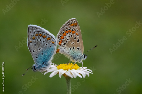Beautiful brown argus butterfly in grassland. Aricia agestis. © mehmetkrc
