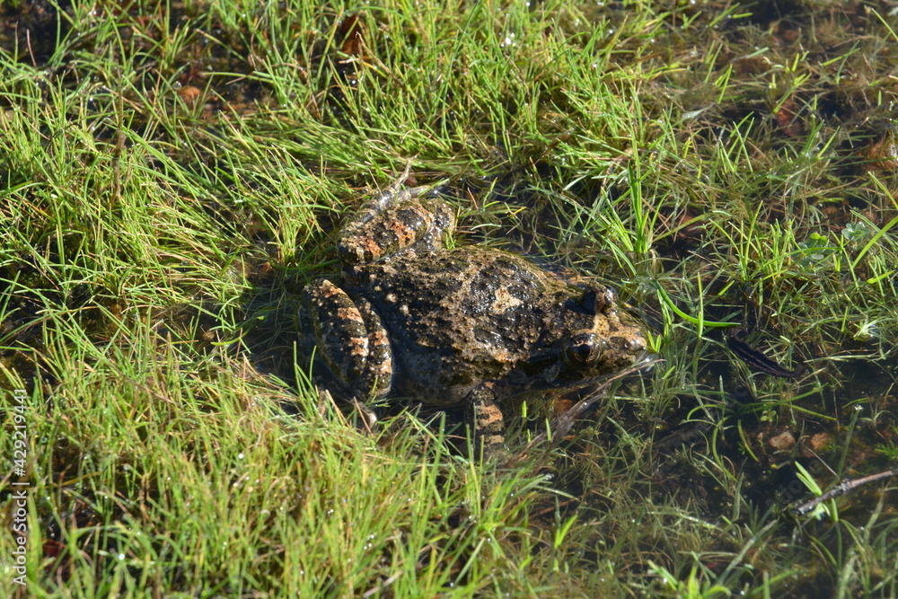 Fototapeta premium Discoglosso, Discoglossus sardus