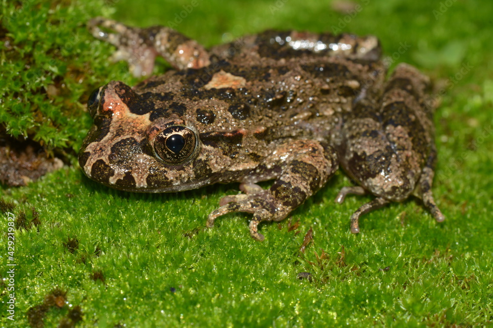 Discoglosso, Discoglossus sardus Discoglosso, Discoglossus sardus