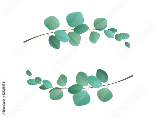 Wreath with green eucalyptus leaves and branches. Set of eucalyptus branches