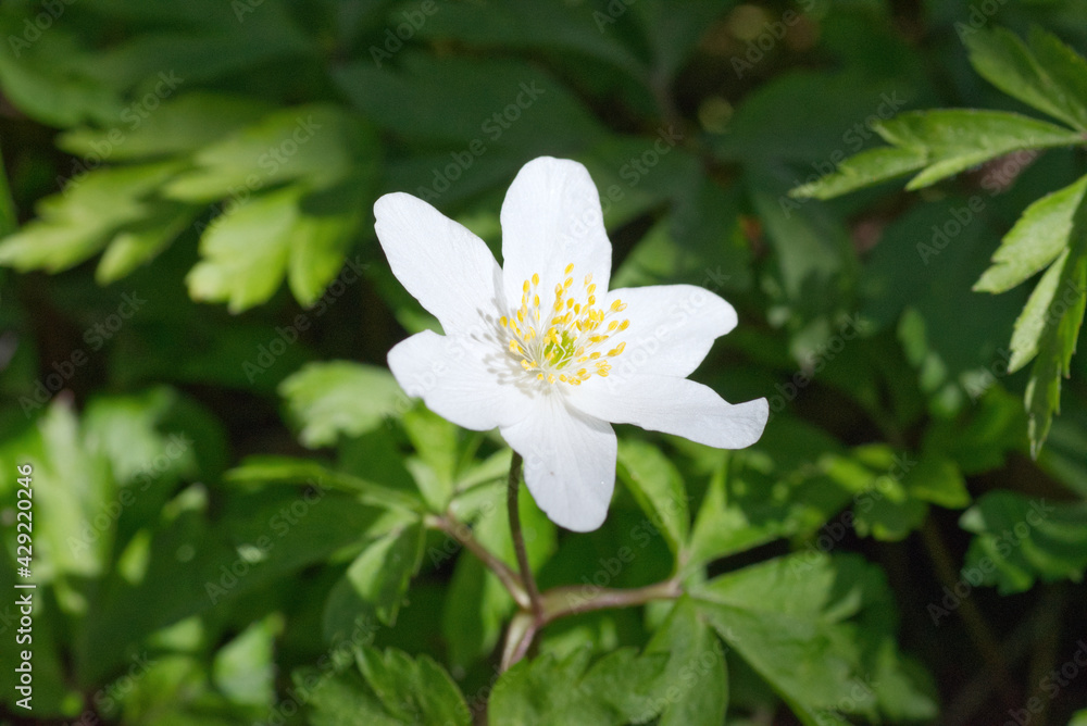 Windflower close up, flowering Anemone nemorosa in spring forest, in Finland. Windflower close up, flowering Anemone nemorosa in spring forest, in Finland.