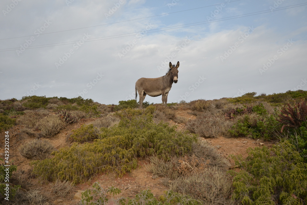 Obraz premium Asinello dell'Asinara, Equus africanus asinus