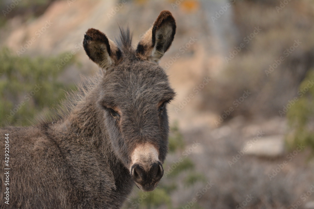 Asinello dell'Asinara, Equus africanus asinus