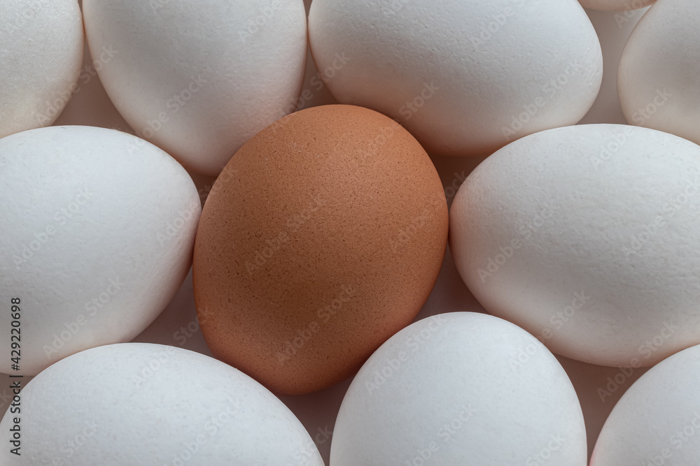 Brown egg in a group of eggs with a white shell Brown egg in a group of eggs with a white shell