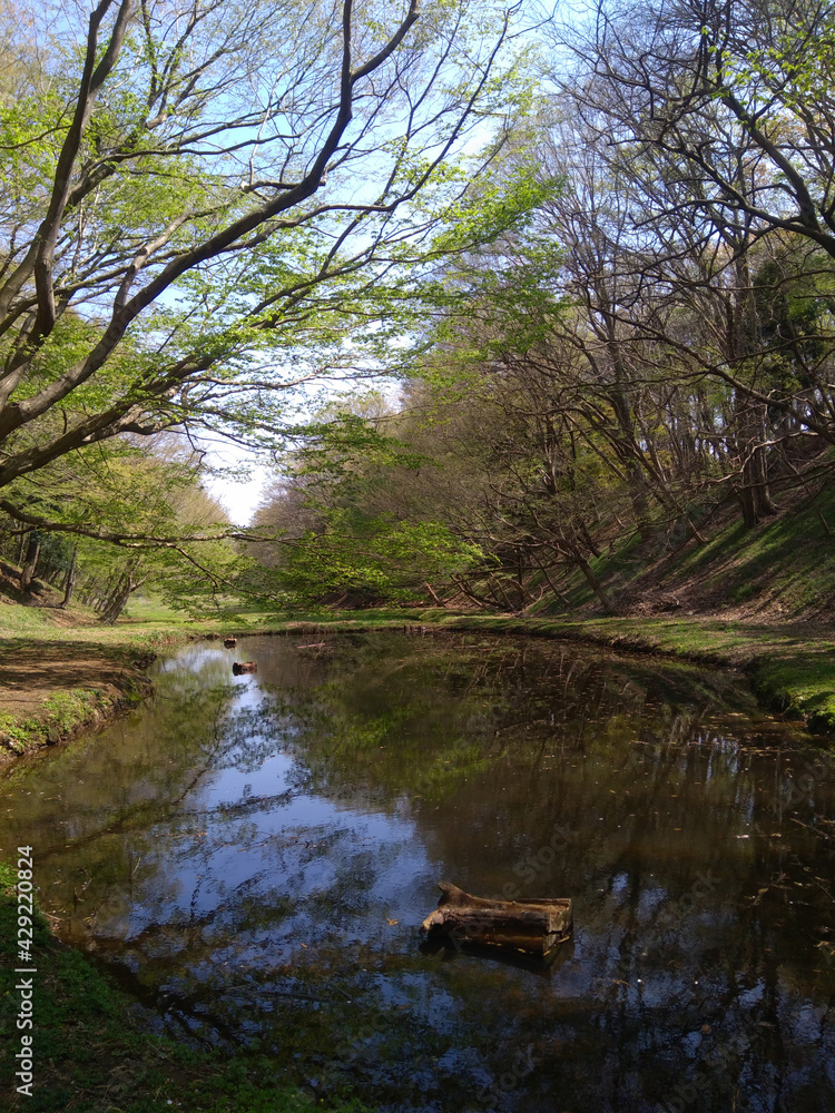 森の池　水面に浮かぶ木