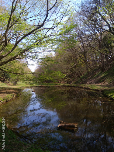 森の池 水面に浮かぶ木