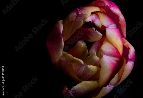 Tulpenkopf gelb pink wei    schwarzer Hintergrund  close up