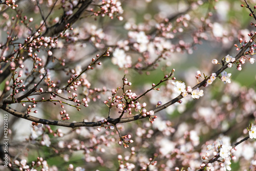 Flowering tree, lots of small flowers on the branch. Spring in nature, buds and small leaves. The time of pollination of fruit trees.