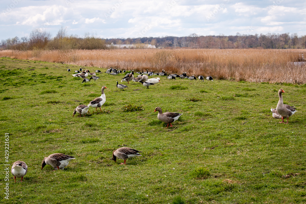 A flock of geese grazing and resting in the grass near the lake called A flock of geese grazing and resting in the grass near the lake called