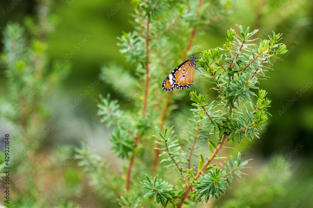 butterfly on a leaf