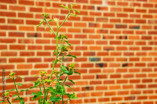 red brick wall and plant