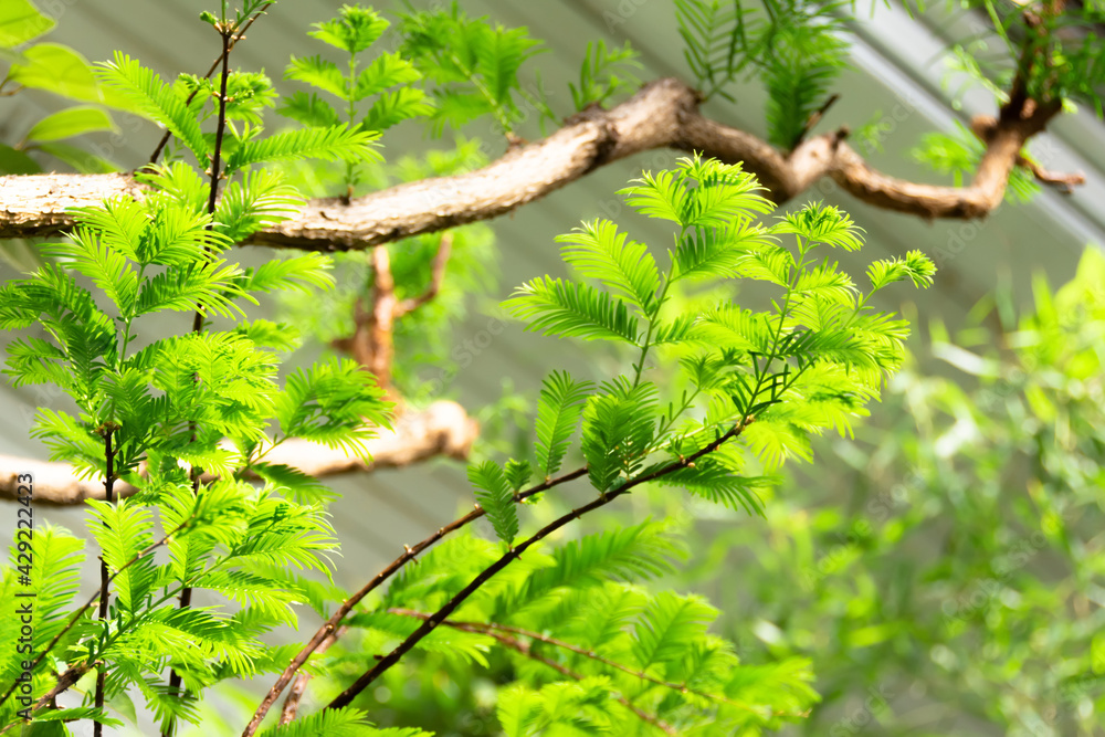 Obraz premium Acacia branch needles and young green leaves.