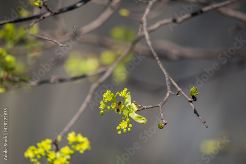 Blossoming linden. Spring in nature, buds and small leaves on the branches of a tree.