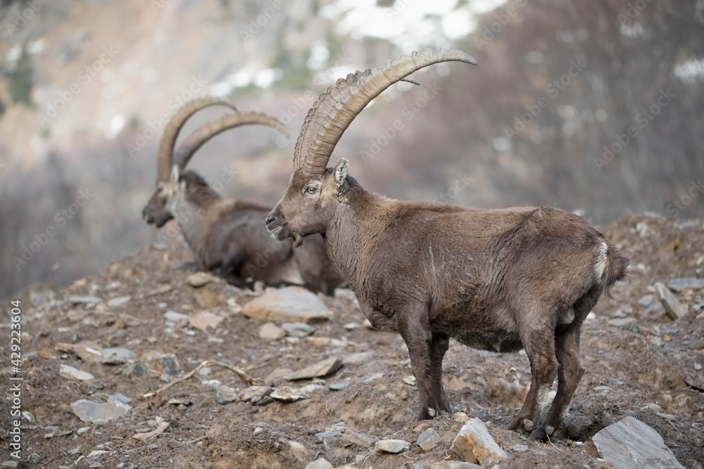 Ibexes in the Alps mountains (Capra ibex)