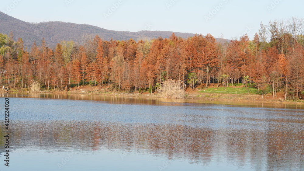 The autumn view in the park with the colorful forest and reflection in water