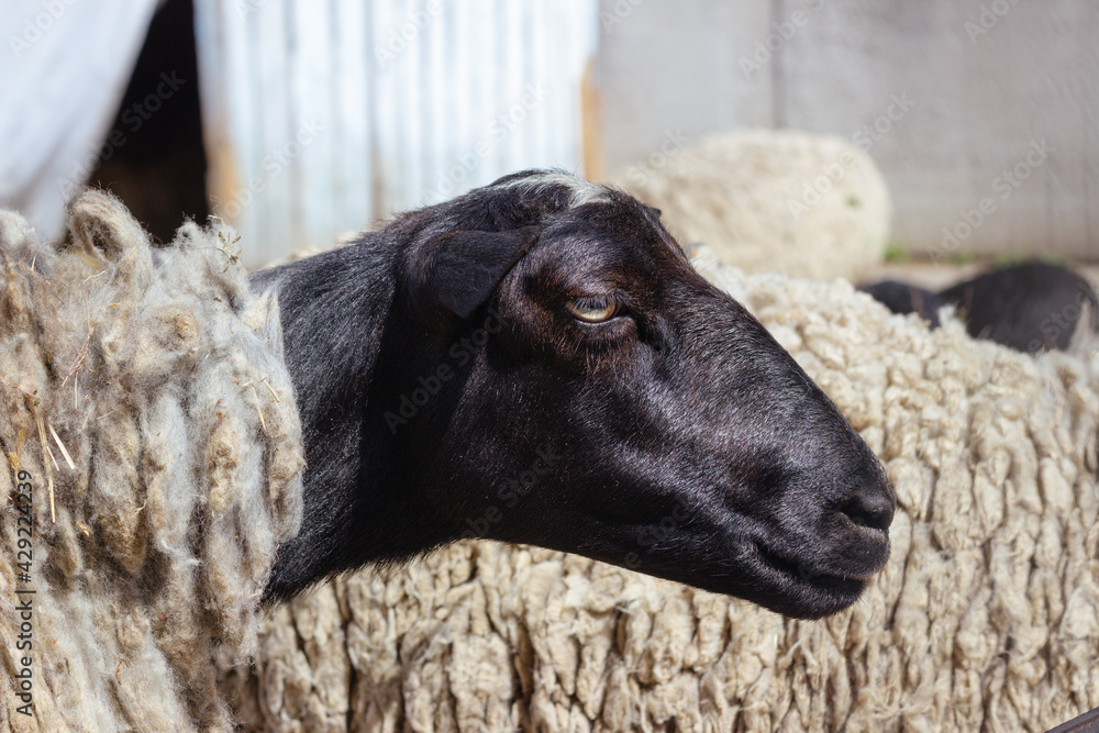 Portrait of sheep with black head, close-up Portrait of sheep with black head, close-up