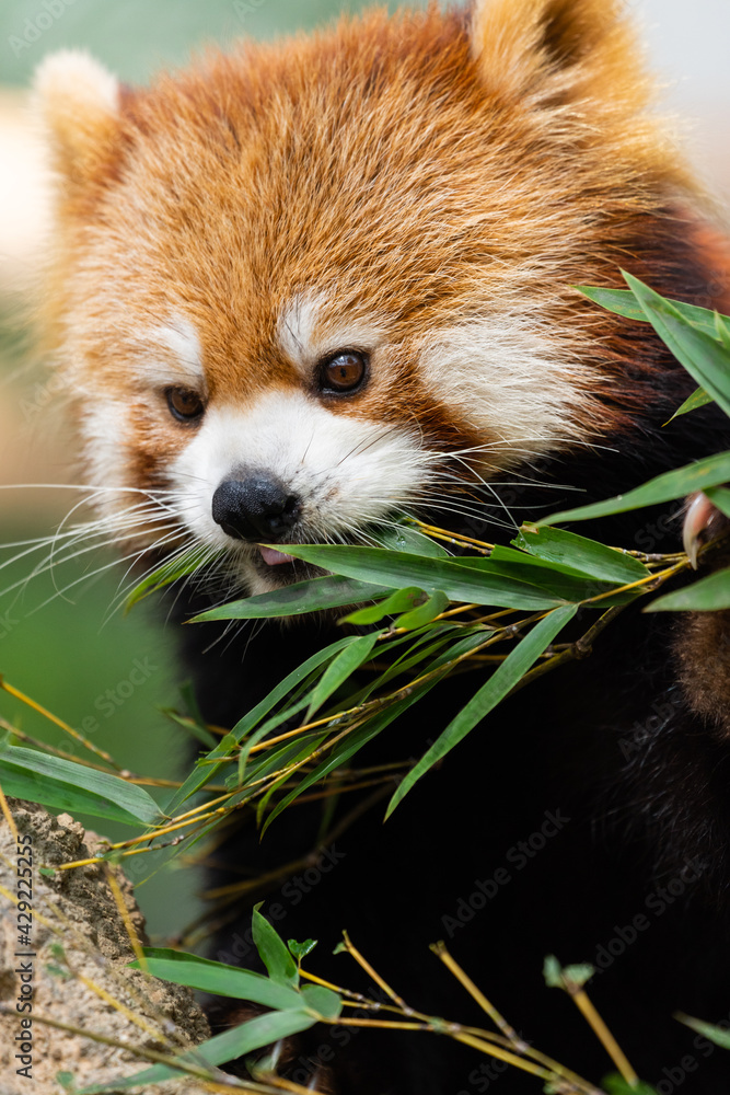 Obraz premium The red panda lives in the mountains from southwest China to the Himalayas.