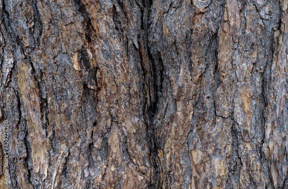 Obraz premium Coarse bark on a pine tree has and interesting texture.