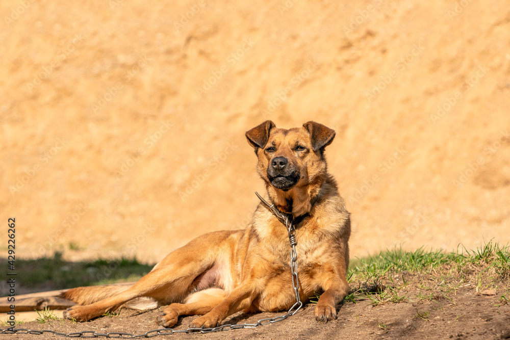 Brown dog lie near the sand pile Brown dog lie near the sand pile