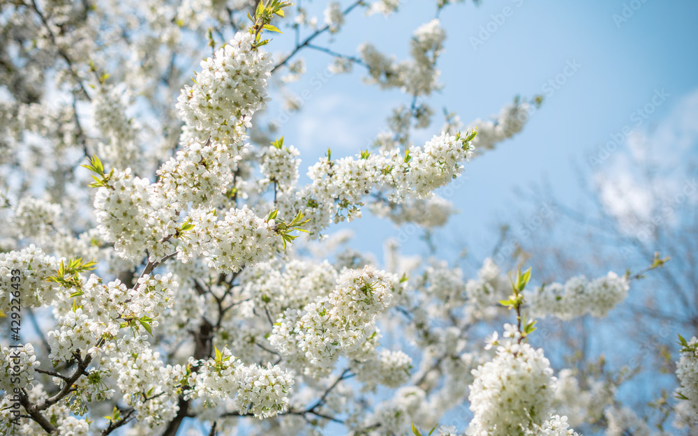 White blooming spring tree against the sky.