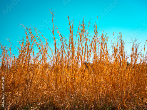 Golden dried grass stems in the meadow against blue sky background on Cape Cod in Spring