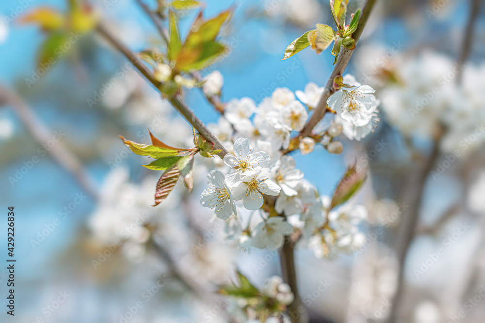 White blooming spring tree against the sky. White blooming spring tree against the sky.