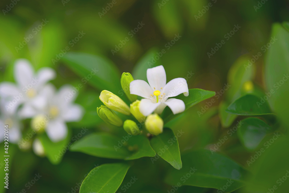 White flower in the natural background beautiful.Orange jasmine White flower in the natural background beautiful.Orange jasmine