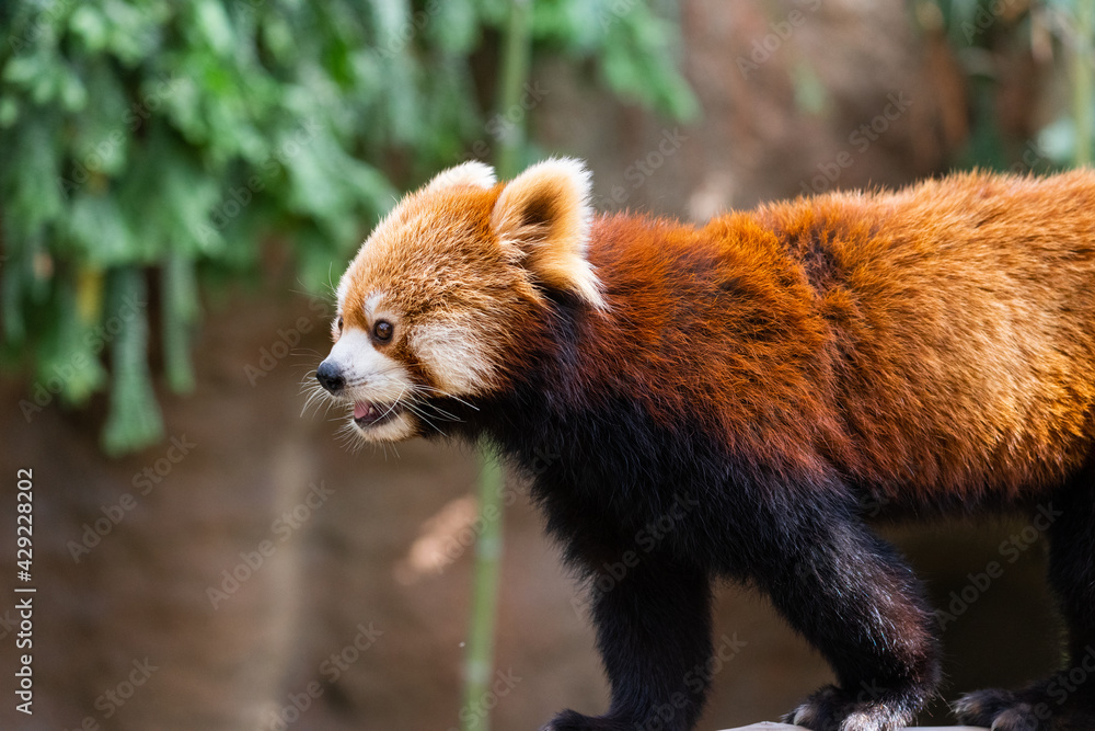 Obraz premium The red panda lives in the mountains from southwest China to the Himalayas.