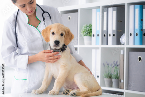 Fototapeta Naklejka Na Ścianę i Meble -  Cute young dog in veterinarian hands