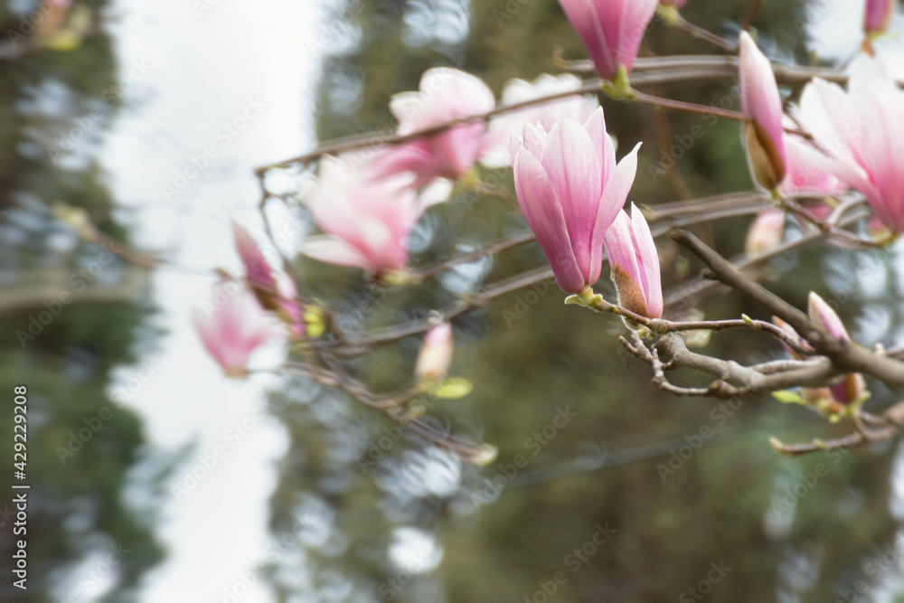 Beautiful pink Magnolia Soulangeana close-up blooms in the garden. Beautiful pink pastel spring background. Copy space. Bright natural spring floral background. Delicate pastel flowers. Tulip Tree Beautiful pink Magnolia Soulangeana close-up blooms in the garden. Beautiful pink pastel spring background. Copy space. Bright natural spring floral background. Delicate pastel flowers. Tulip Tree