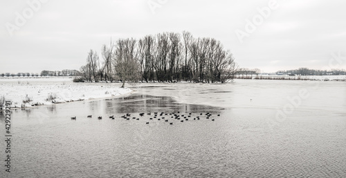 Common coots swimming in a partially frozen Dutch lake. It is winter, the trees are bare and the land is covered with a layer of snow.