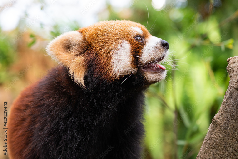 Fototapeta premium The red panda lives in the mountains from southwest China to the Himalayas.