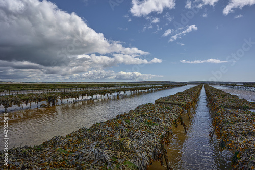 long oyster beds. crops at sea. food production.