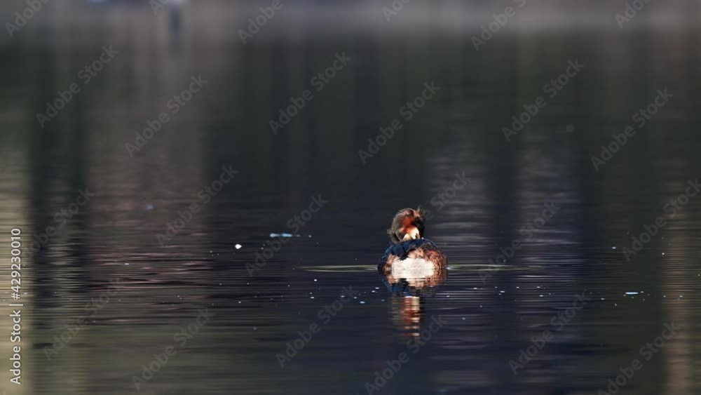 Great crested grebe swimming on the lake and watch, spring, (podiceps cristatus), germany Great crested grebe swimming on the lake and watch, spring, (podiceps cristatus), germany