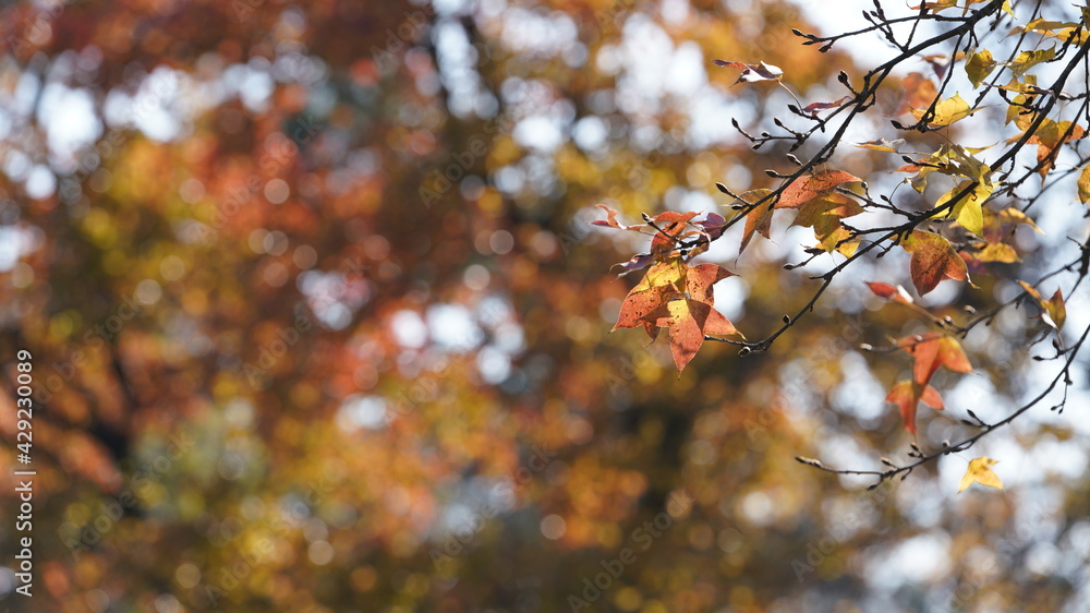 The beautiful autumn landscape with the yellow and red autumn leaves on the trees in the forest The beautiful autumn landscape with the yellow and red autumn leaves on the trees in the forest