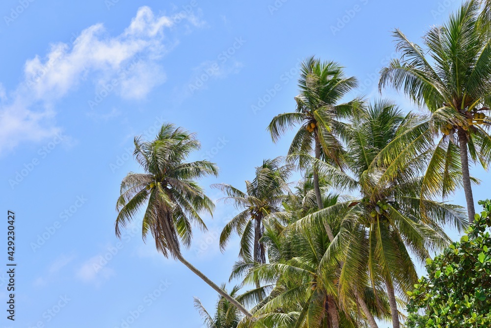 Tropical Coconut Trees and Blue Sky