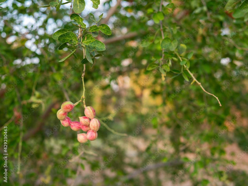 Red ripe Manila tamarind or Pithecellobium dulce fruit on tree in nature green background. Red ripe Manila tamarind or Pithecellobium dulce fruit on tree in nature green background.