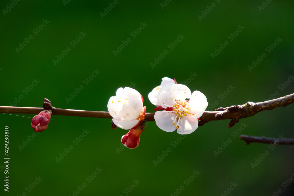Twig of blossoming apricots in spring Twig of blossoming apricots in spring