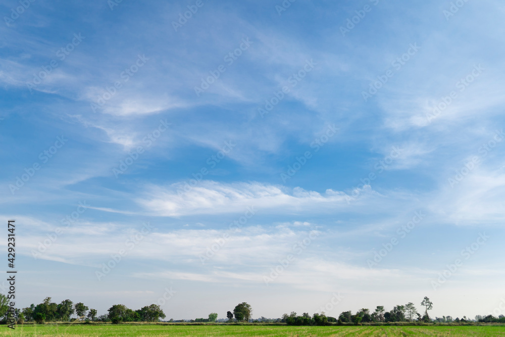 Obraz premium landscape views of the countryside or rice fields with sky and clouds, Clearing day and Good weather in the morning.