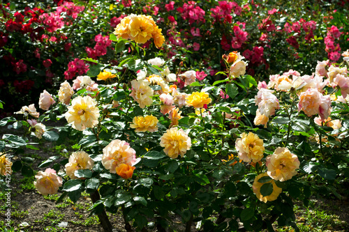 Rosen Garten 