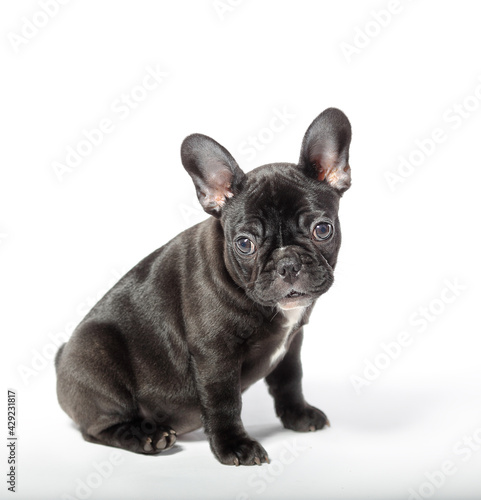 french bulldog puppy sitting on a white background