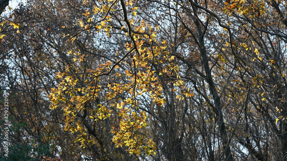 The beautiful autumn landscape with the yellow and red autumn leaves on the trees in the forest