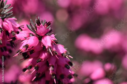 Erica flowers blooming, macro, flowery background