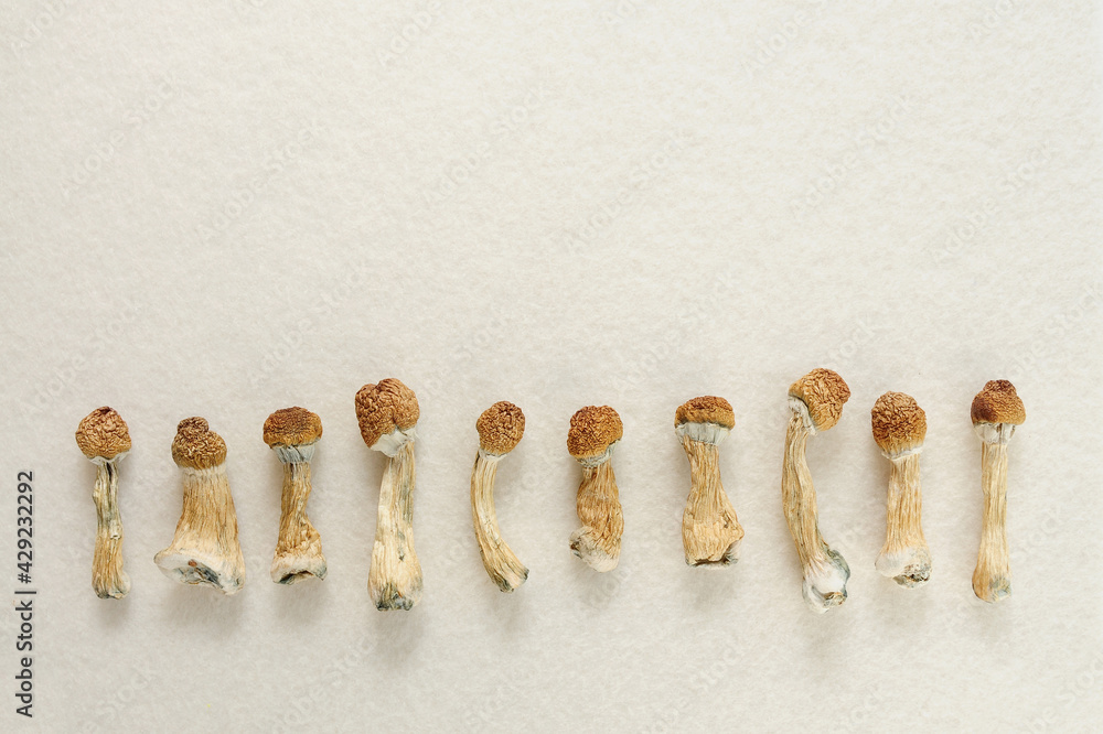Dried Psilocybe Cubensis